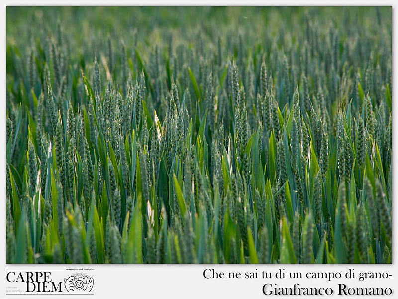 Che ne sai tu di un campo di grano-.jpg